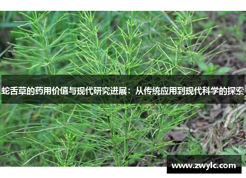 蛇舌草的药用价值与现代研究进展：从传统应用到现代科学的探索
